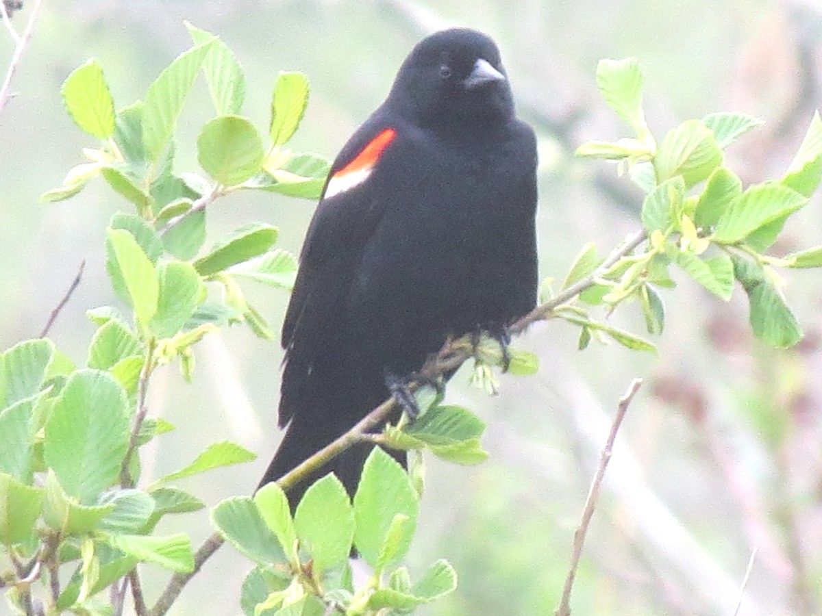 Red-winged Blackbird - ML621134382
