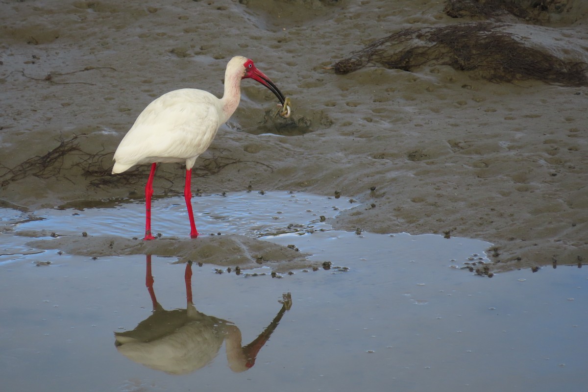 ibis bílý - ML621134385