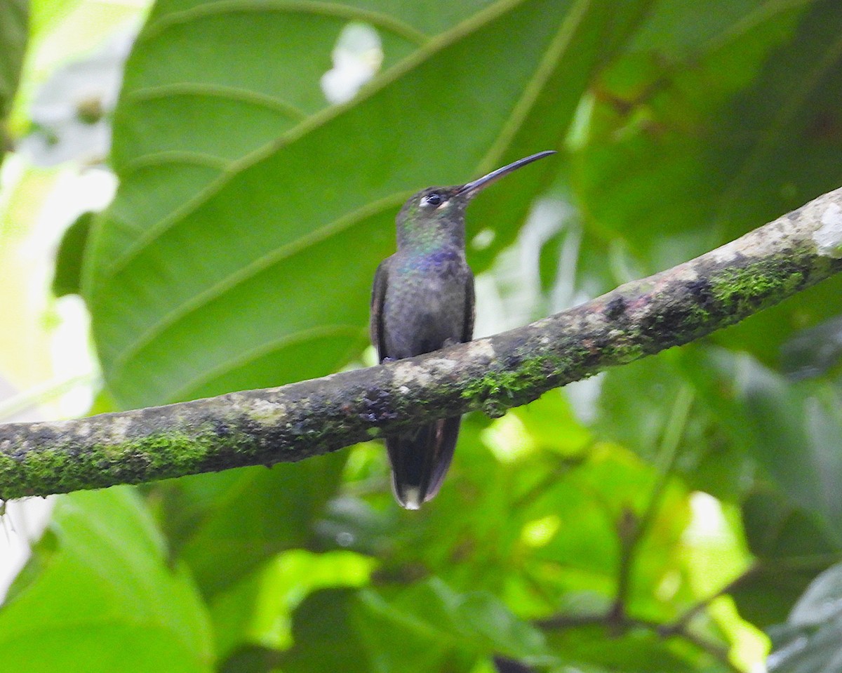 Violet-chested Hummingbird - ML621134390