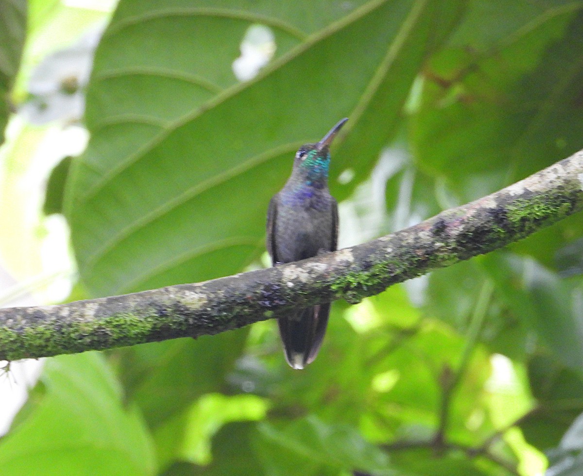 Violet-chested Hummingbird - ML621134391