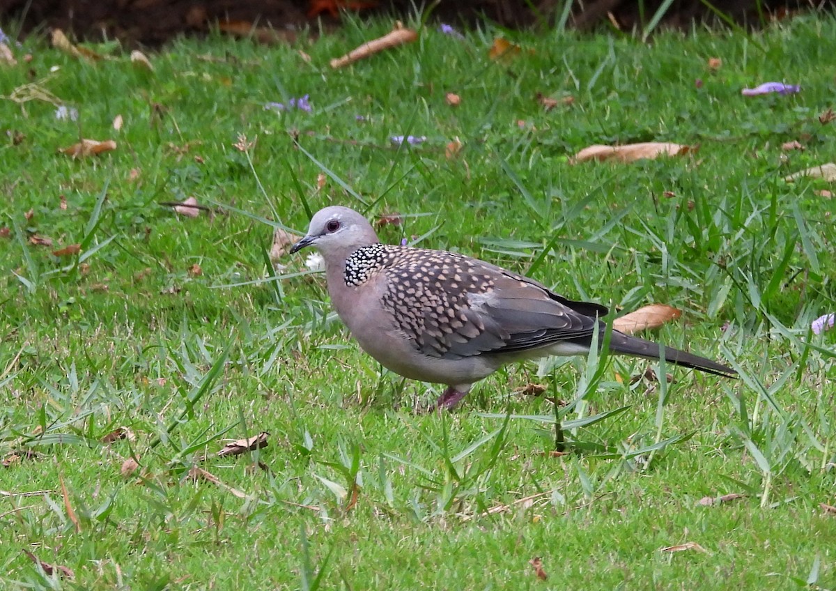 Spotted Dove - ML621134425