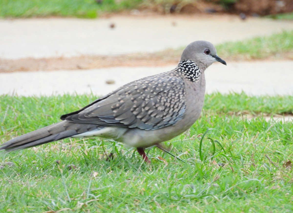 Spotted Dove - ML621134426