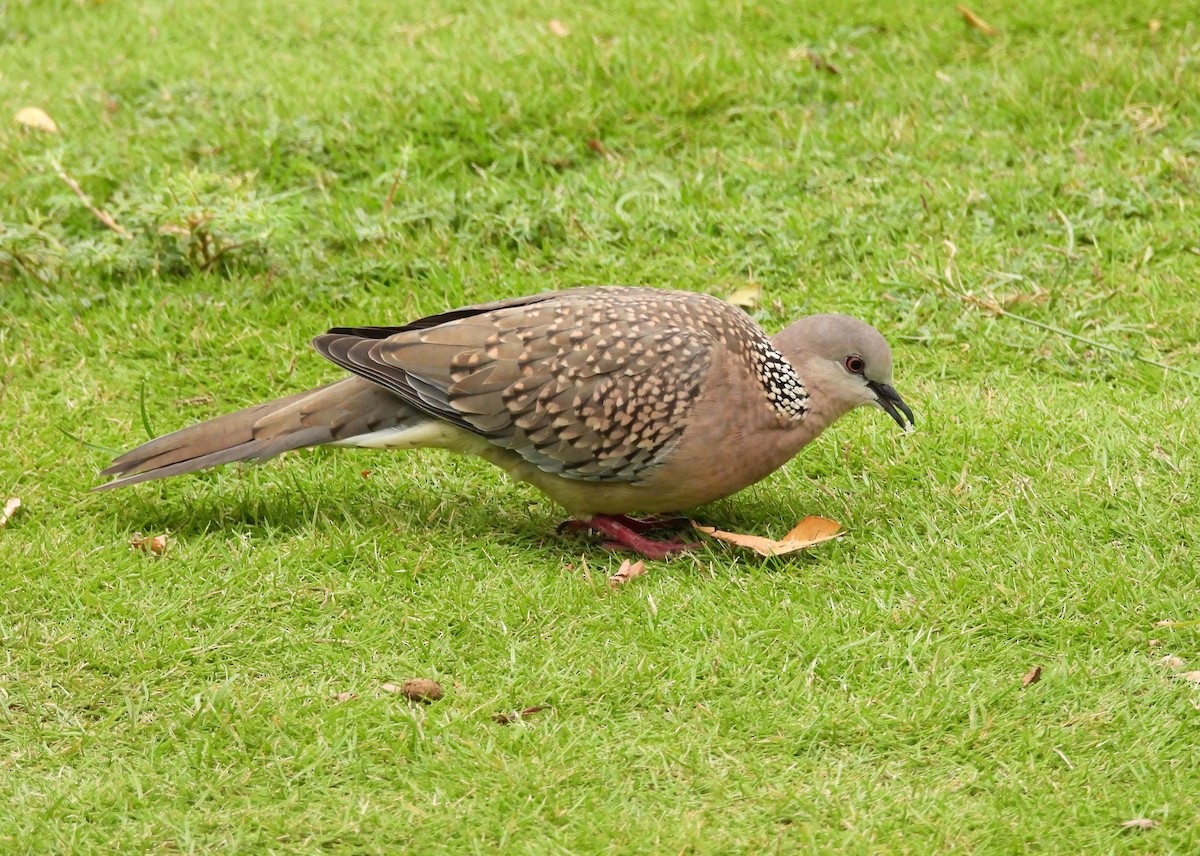 Spotted Dove - ML621134427