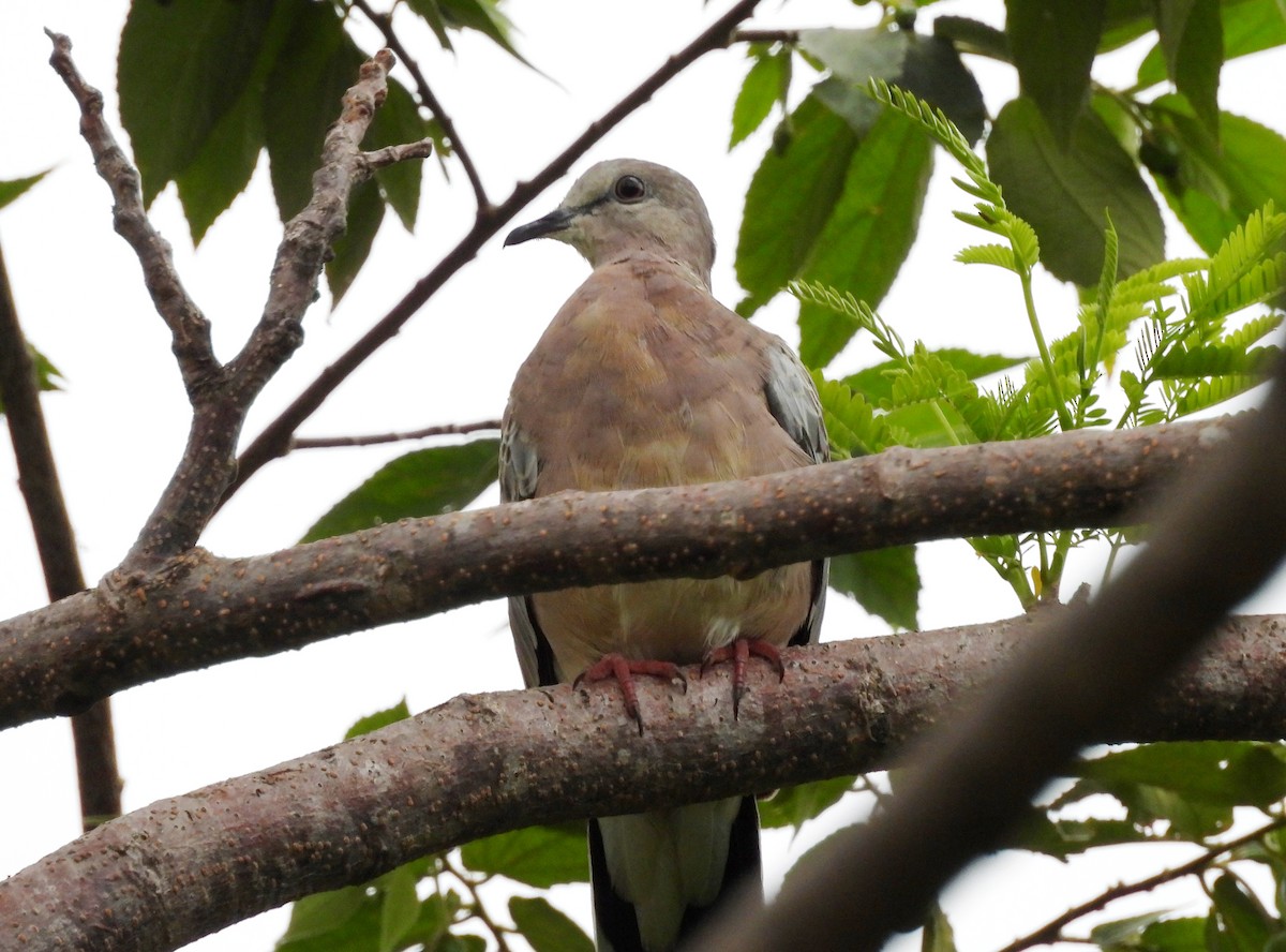 Spotted Dove - ML621134428
