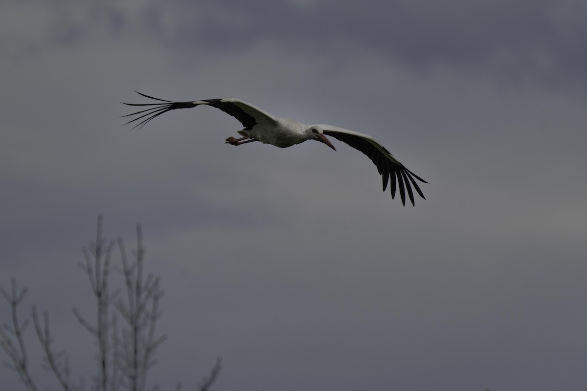 White Stork - ML621134442