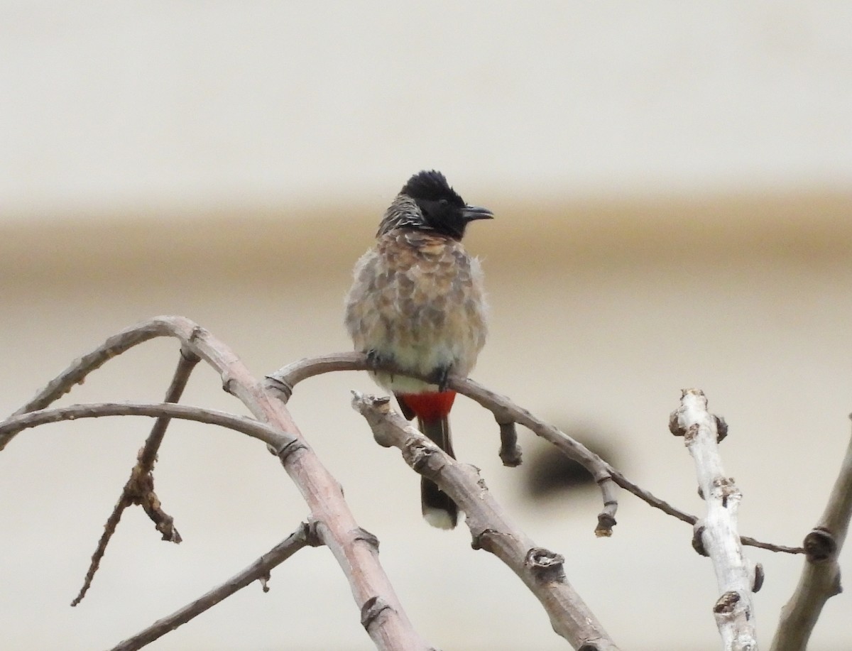 Red-vented Bulbul - ML621134448