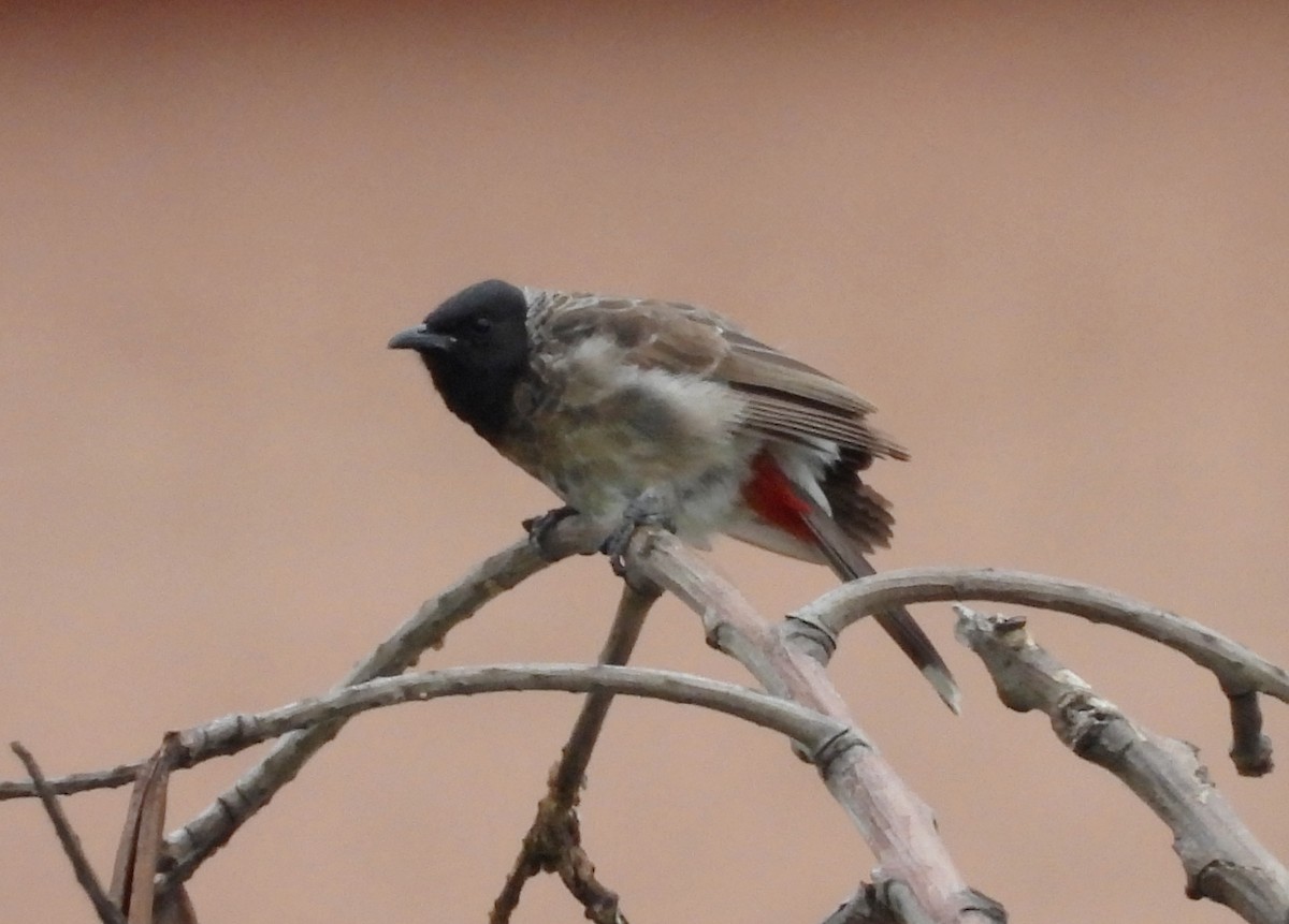 Red-vented Bulbul - ML621134449