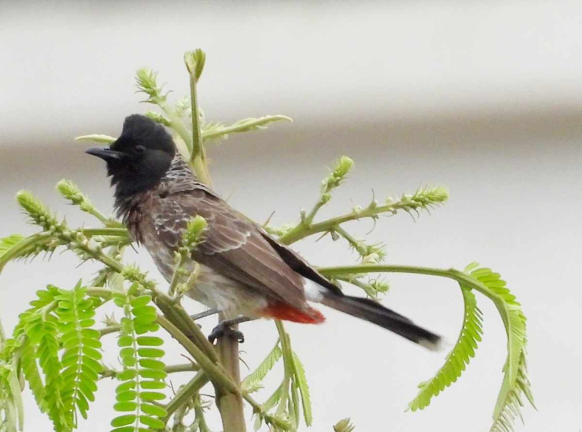 Red-vented Bulbul - ML621134451