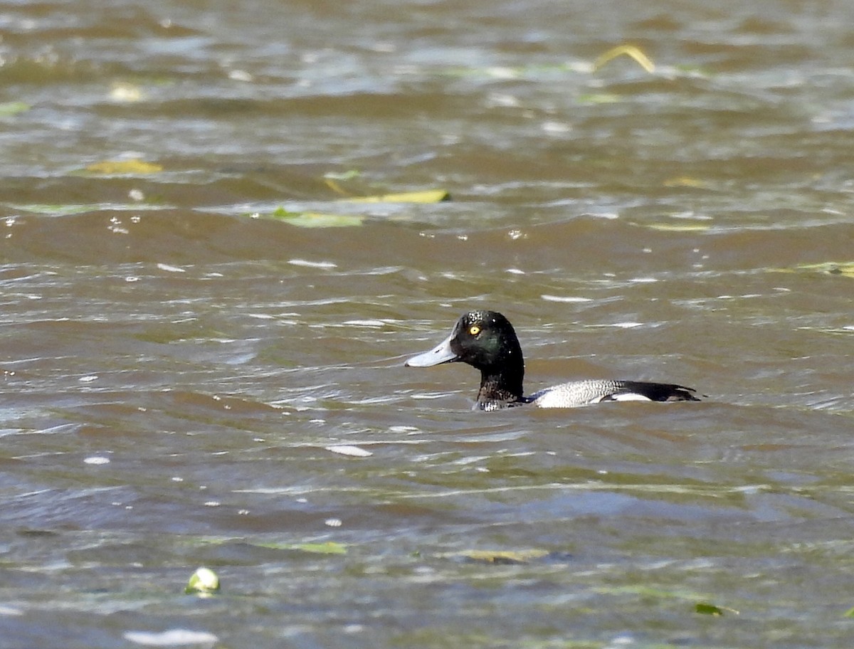 Greater Scaup - ML621134453