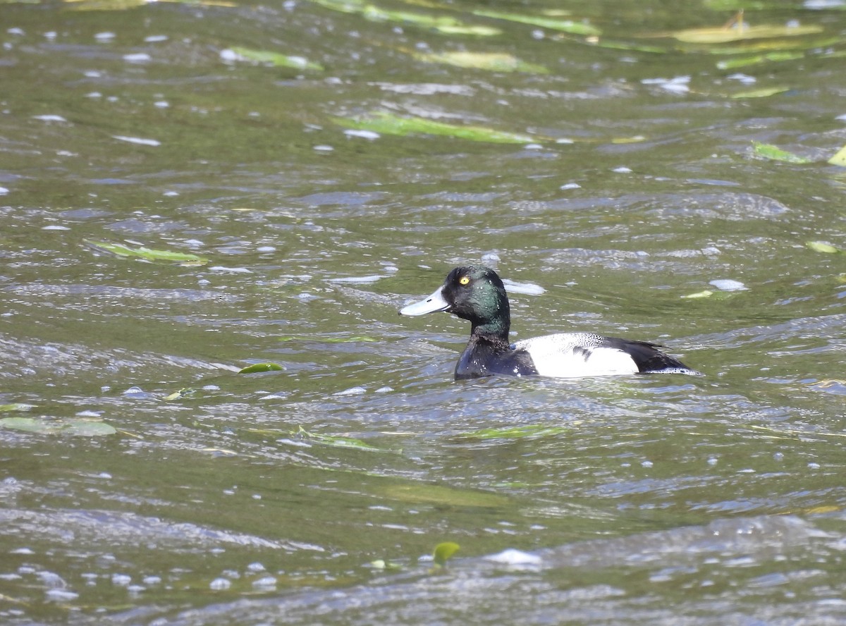 Greater Scaup - ML621134454