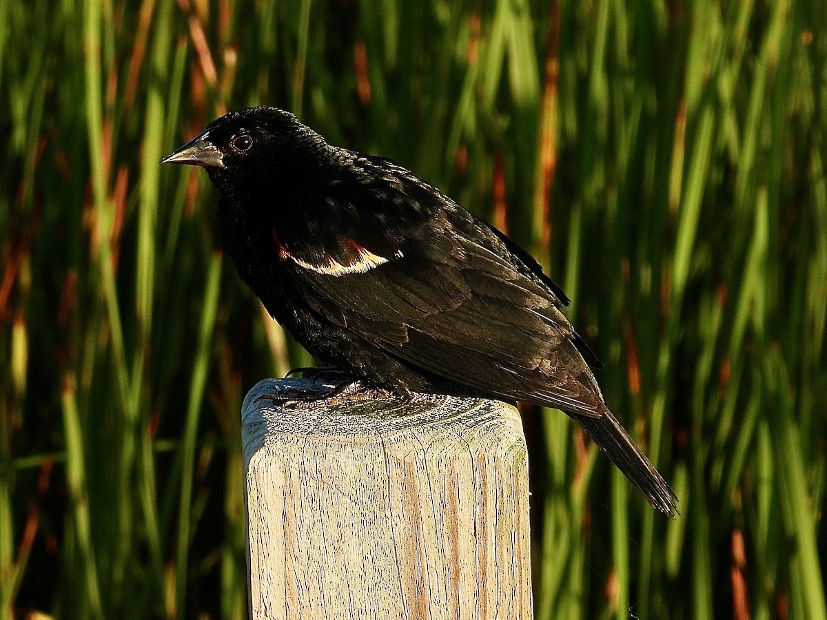 Red-winged Blackbird - ML621134503