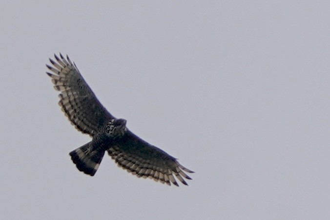 Blyth's Hawk-Eagle - ML621134549