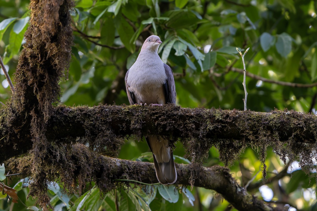 Mountain Imperial-Pigeon - ML621134574