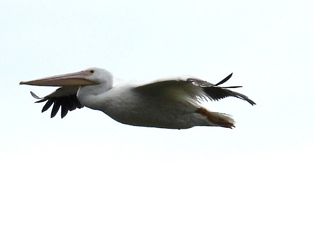 American White Pelican - ML621134589