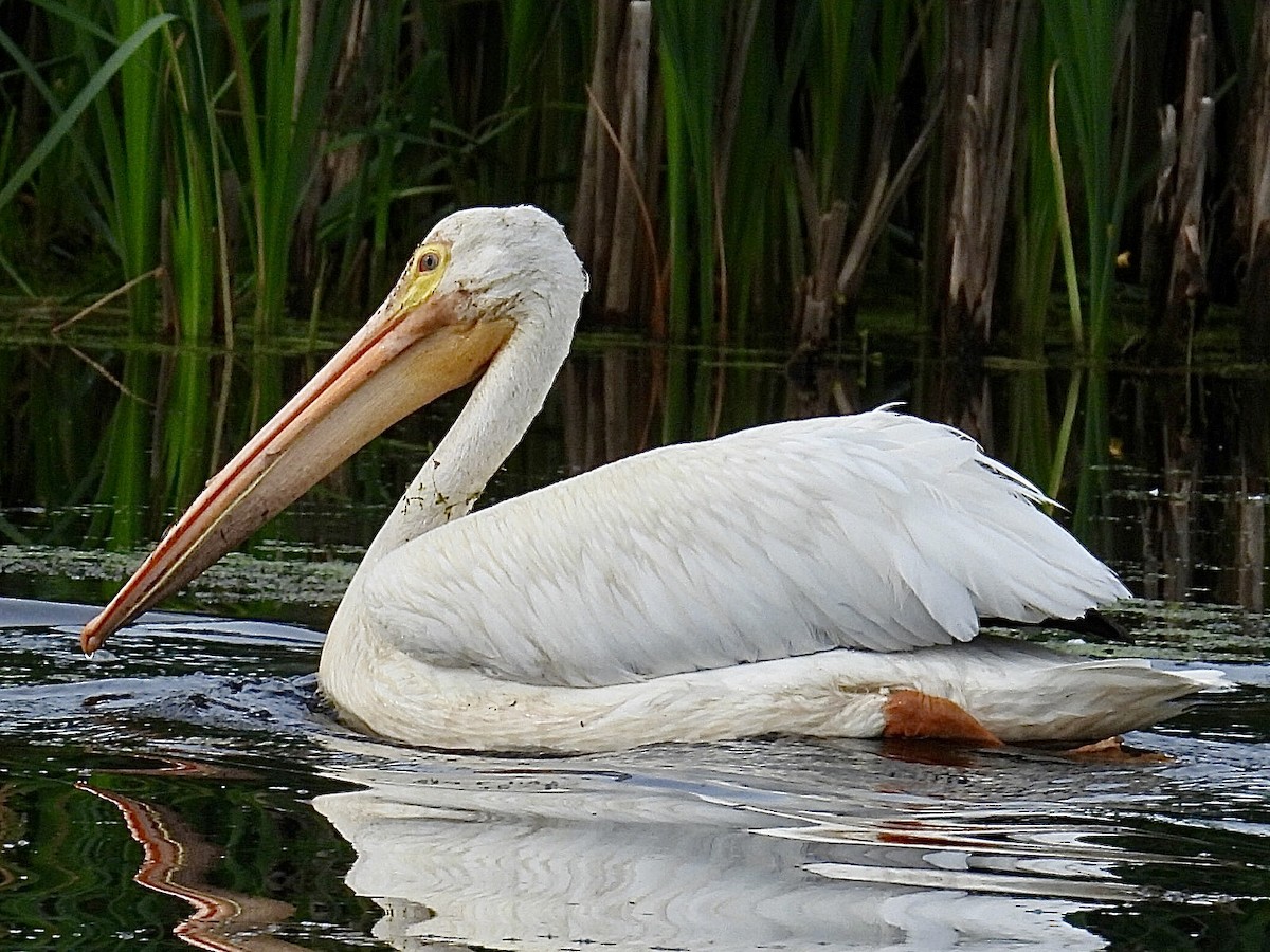 pelikán severoamerický - ML621134590
