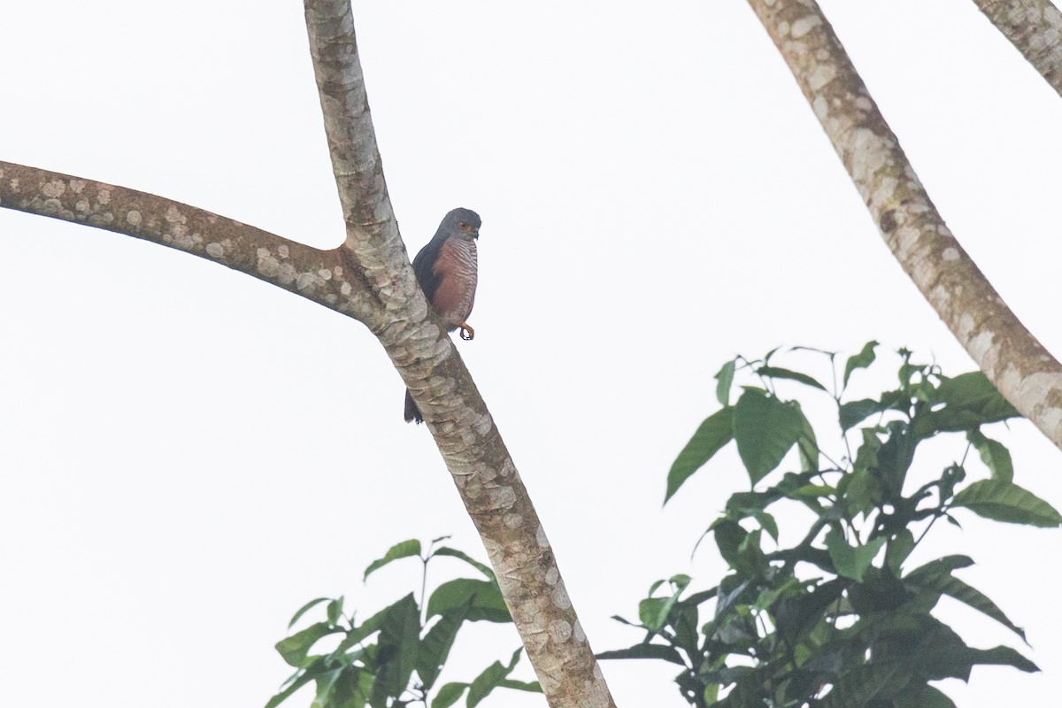 African Goshawk - ML621134594