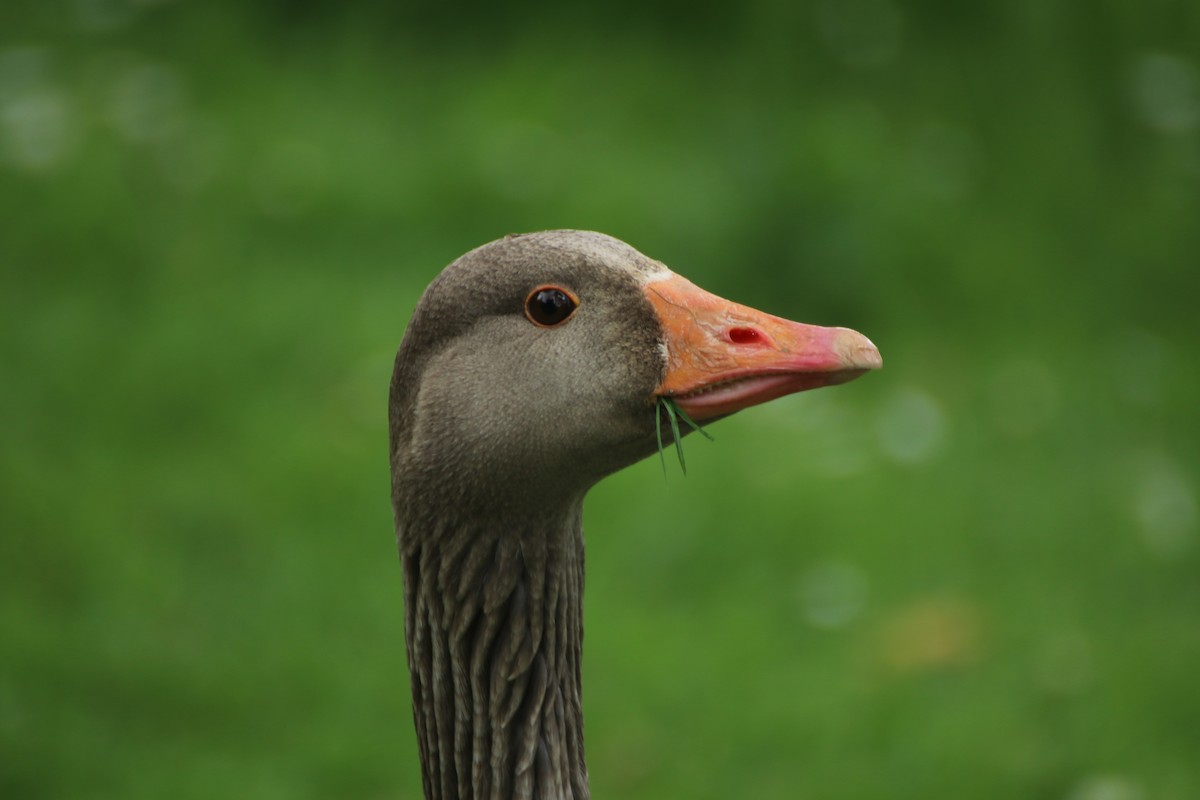 Graylag Goose (Domestic type) - ML621134616