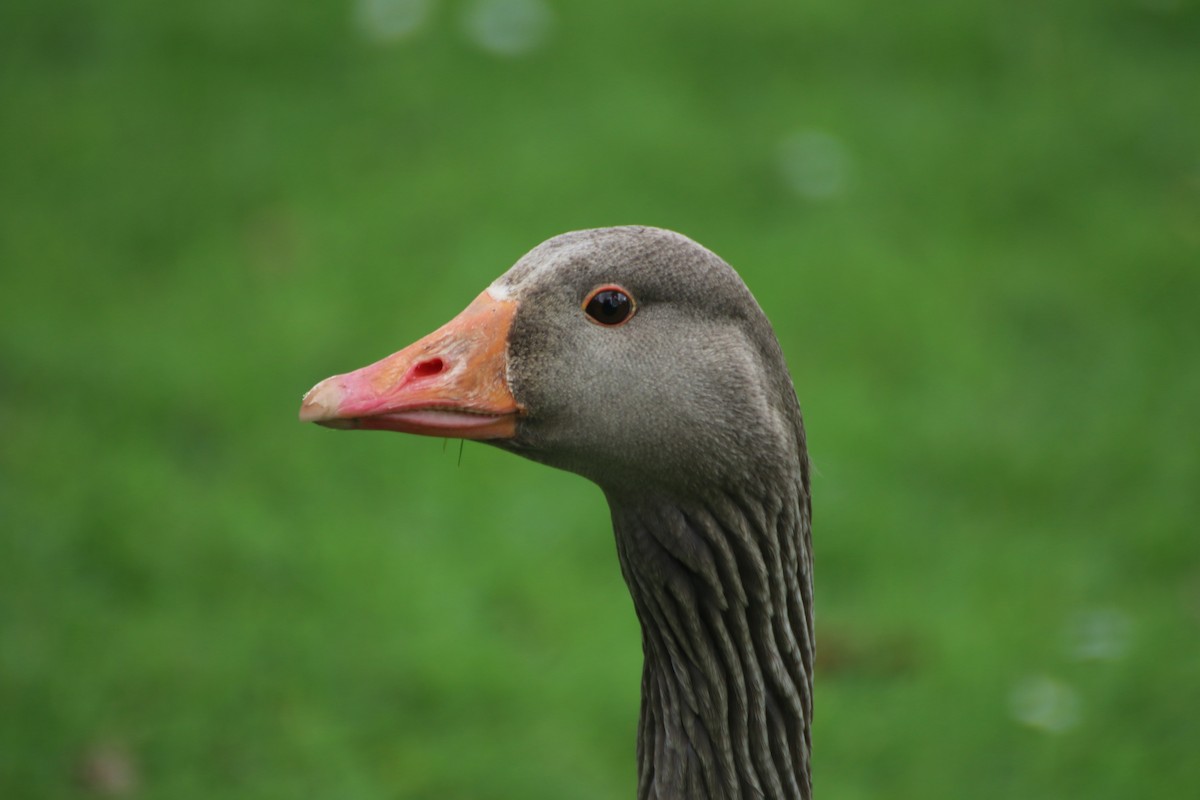 Graylag Goose (Domestic type) - ML621134621