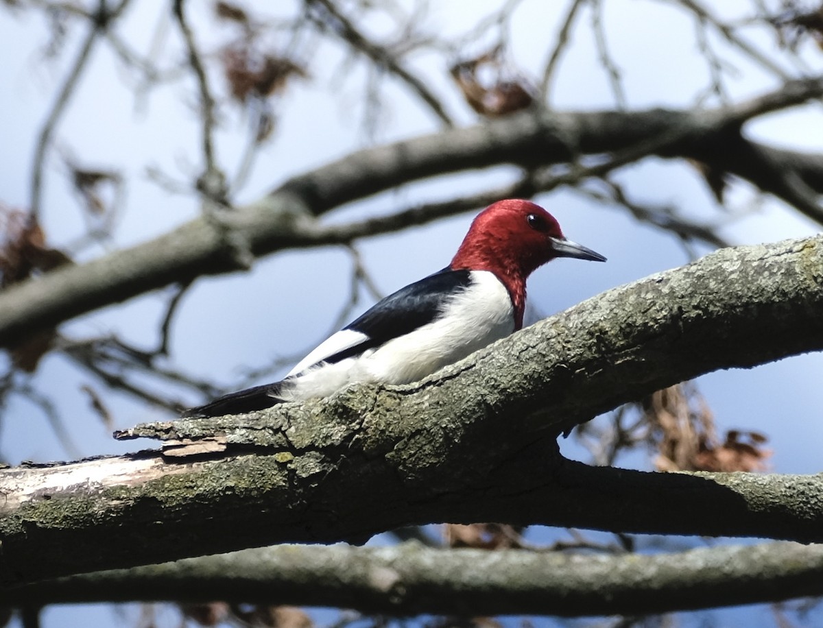 Red-headed Woodpecker - ML621134668