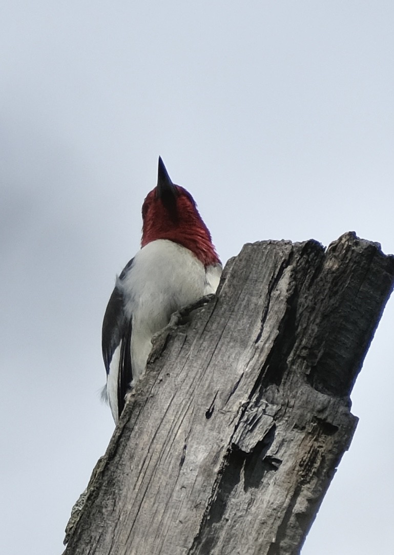 Red-headed Woodpecker - ML621134669