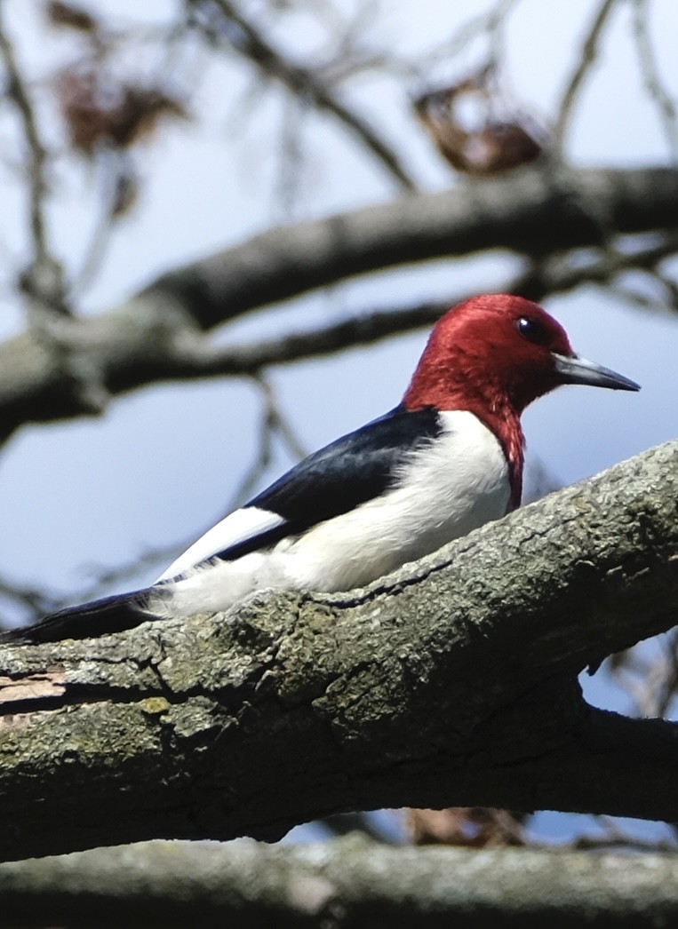 Red-headed Woodpecker - ML621134670