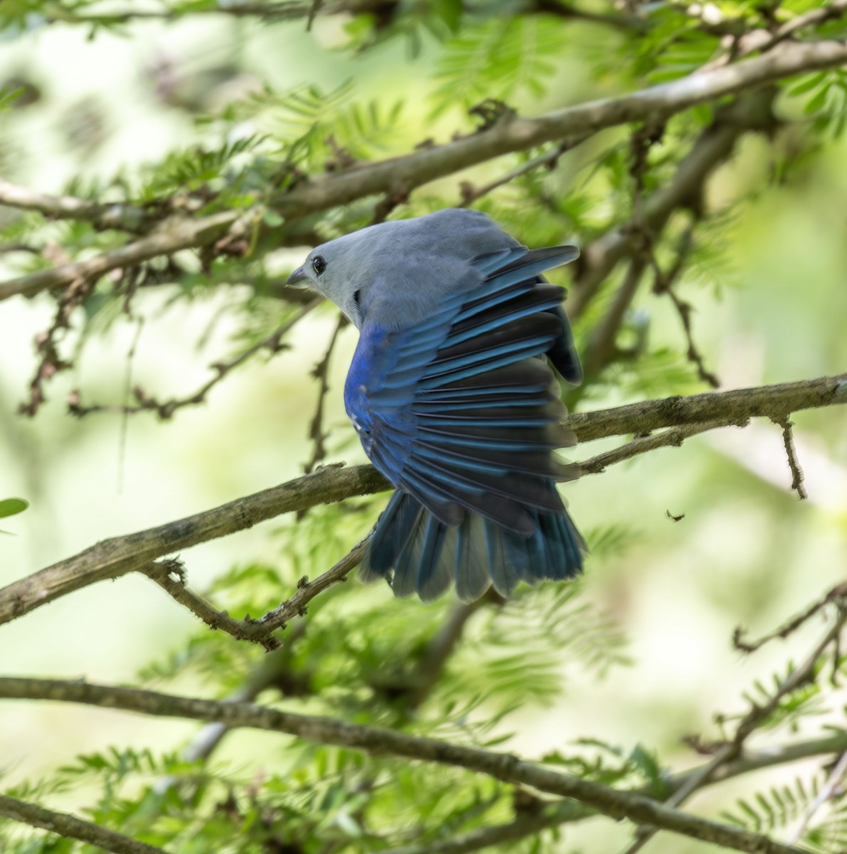 Blue-gray Tanager - ML621134673