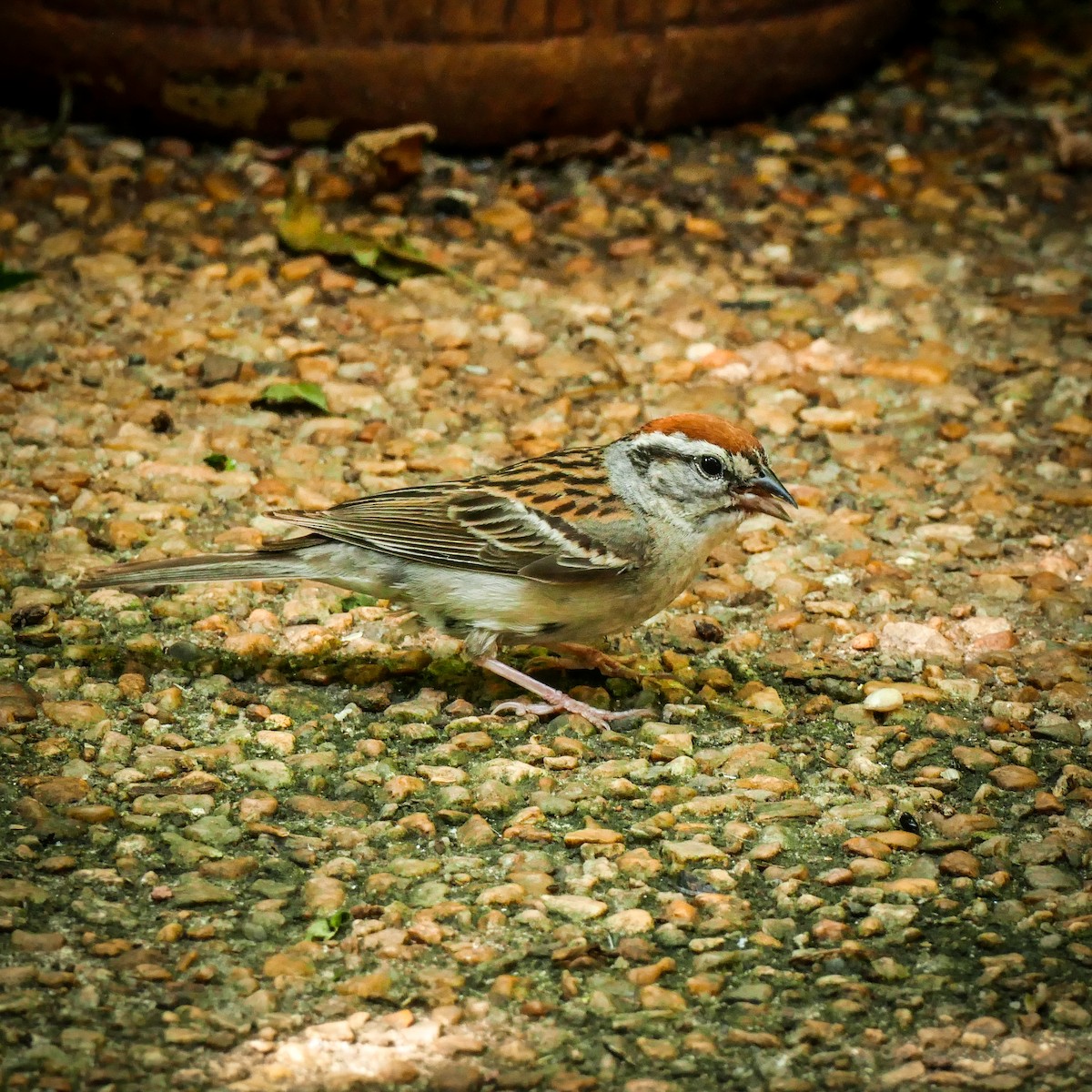 Chipping Sparrow - ML621134705