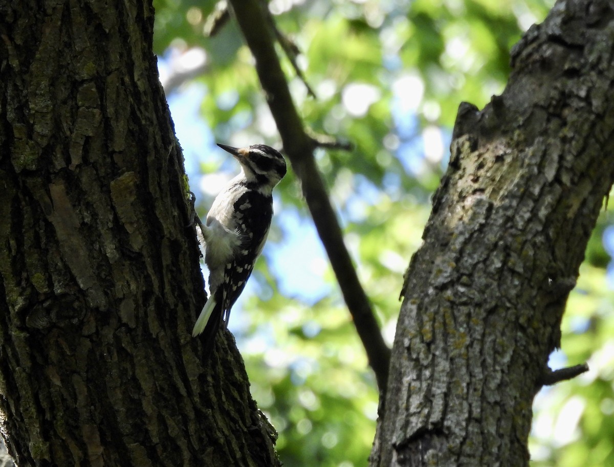 Hairy Woodpecker - ML621134718