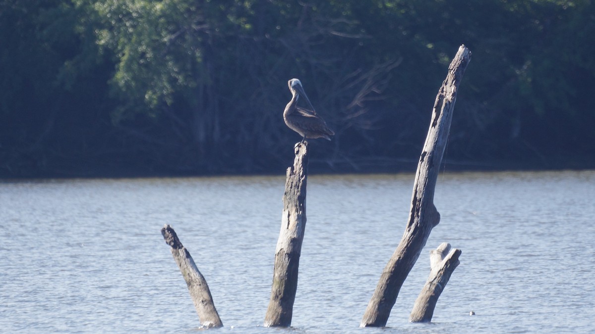 Brown Pelican - ML621134782