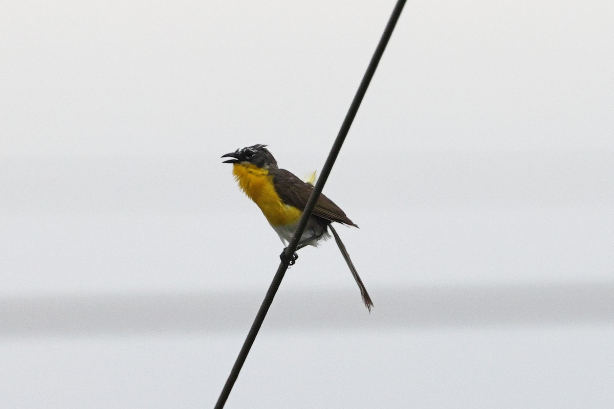 Yellow-breasted Chat - ML621134832
