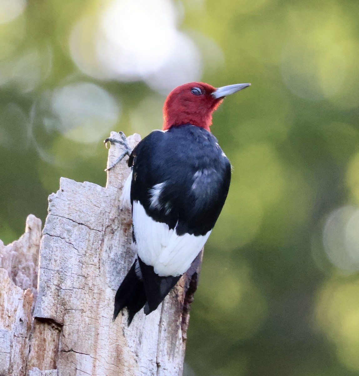 Red-headed Woodpecker - ML621134834