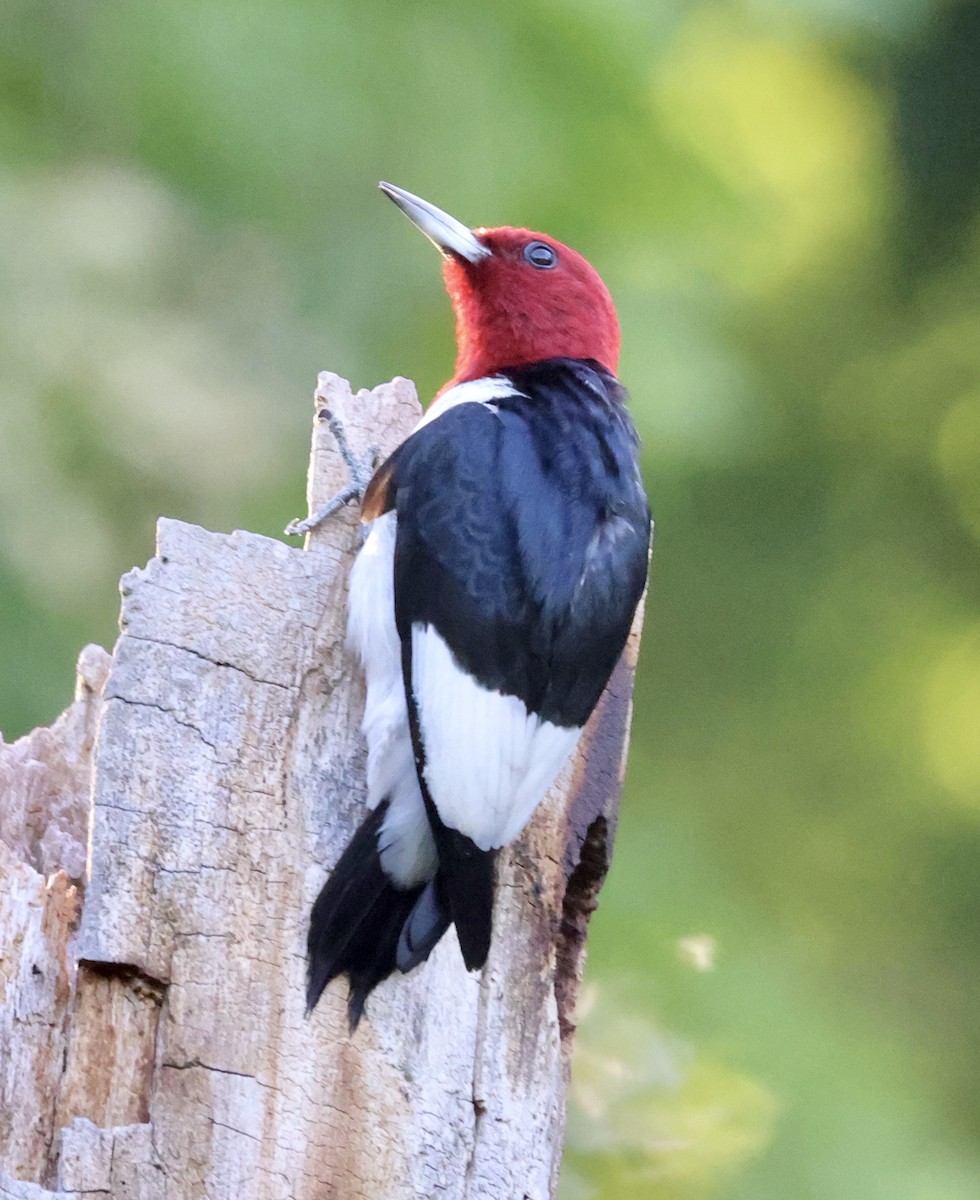 Red-headed Woodpecker - ML621134835