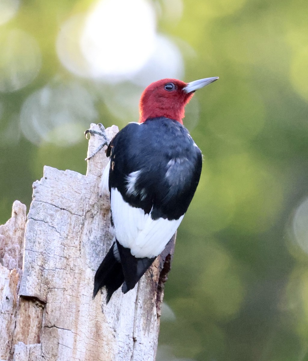 Red-headed Woodpecker - ML621134836