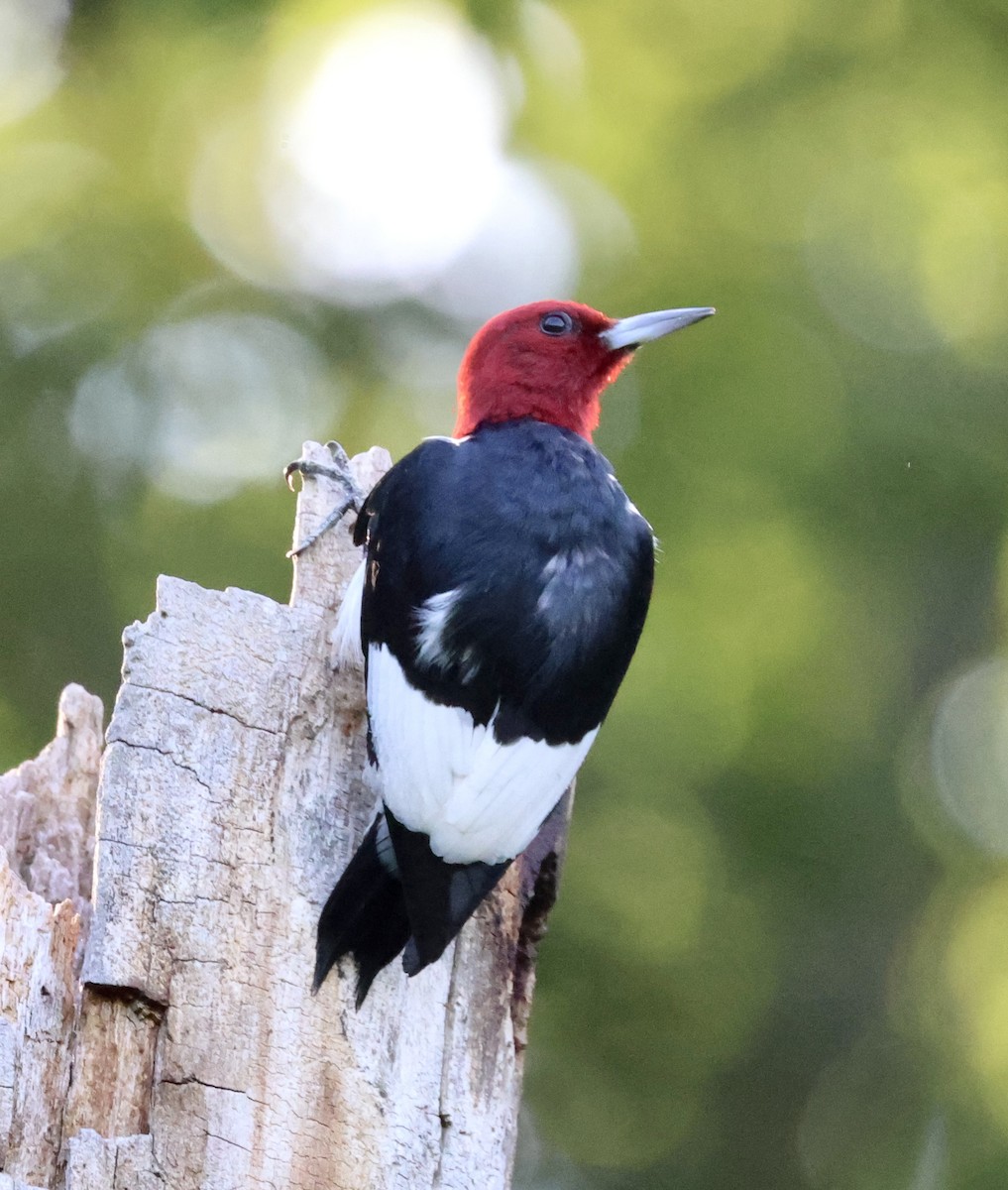 Red-headed Woodpecker - ML621134837