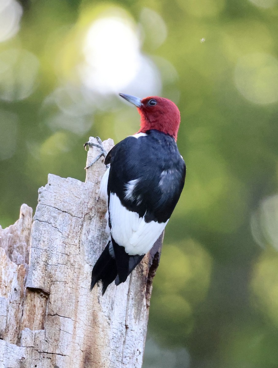 Red-headed Woodpecker - ML621134838