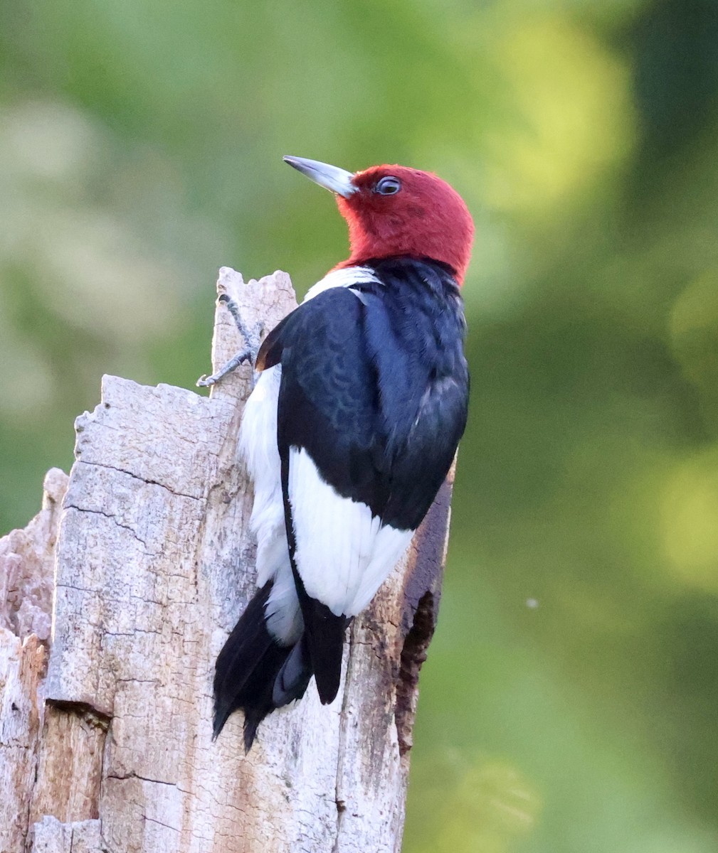 Red-headed Woodpecker - ML621134839