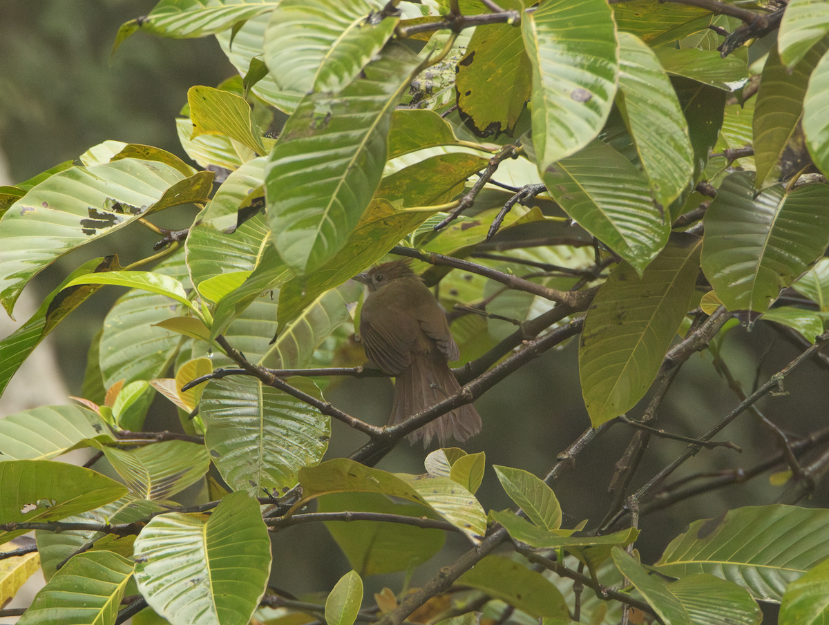 Puff-throated Bulbul - ML621134869