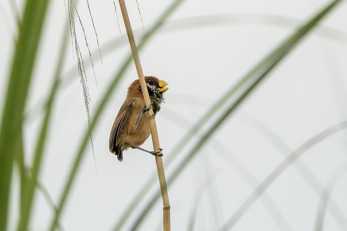 Black-breasted Parrotbill - ML621134882