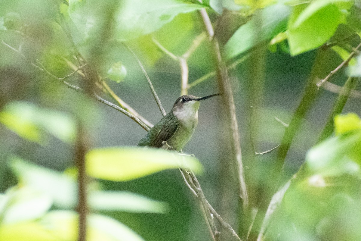 Ruby-throated Hummingbird - ML621134927