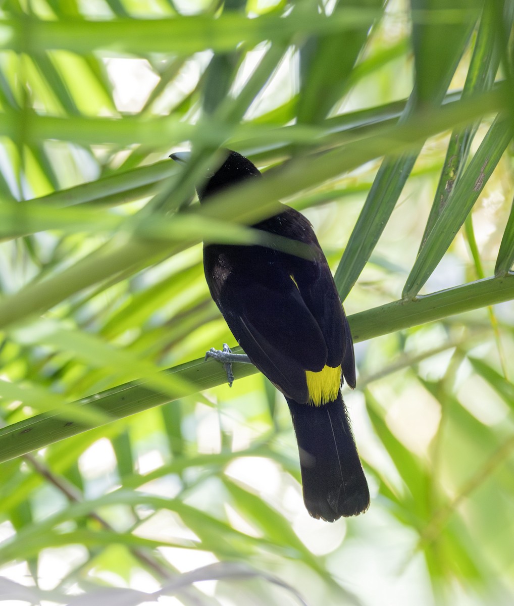 Flame-rumped Tanager - ML621134930