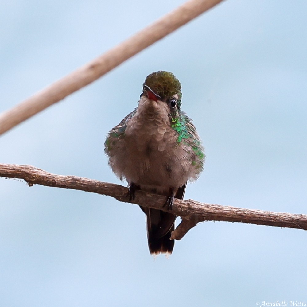 kolibřík zlatohlavý - ML621134938