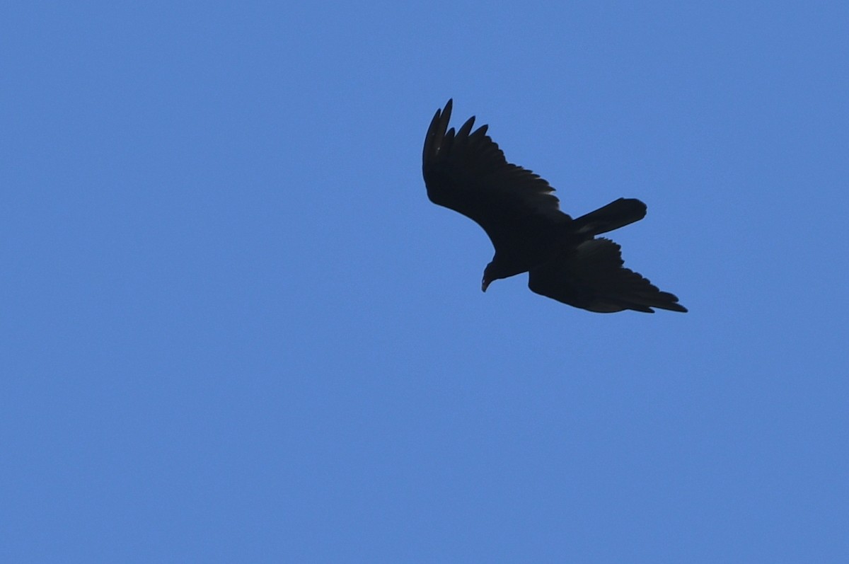 Turkey Vulture - ML621134939