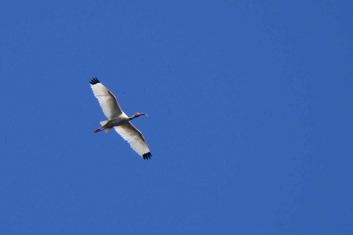 Ibis blanc - ML621134947