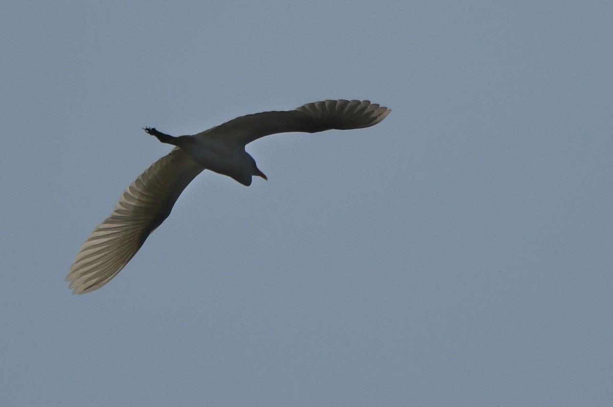 Египетская цапля (ibis) - ML621134954