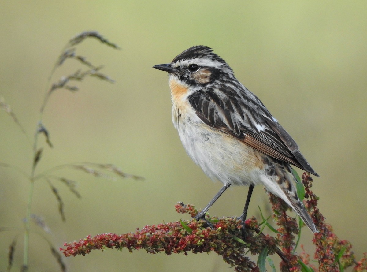 Whinchat - ML621135009