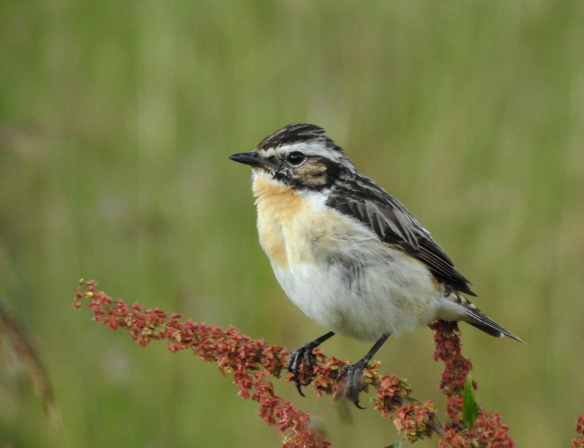 Whinchat - ML621135010