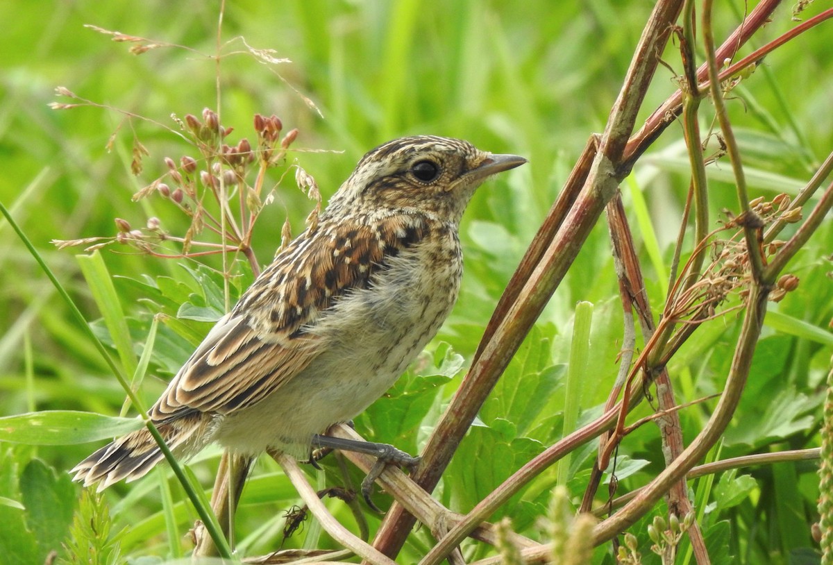 Whinchat - ML621135011