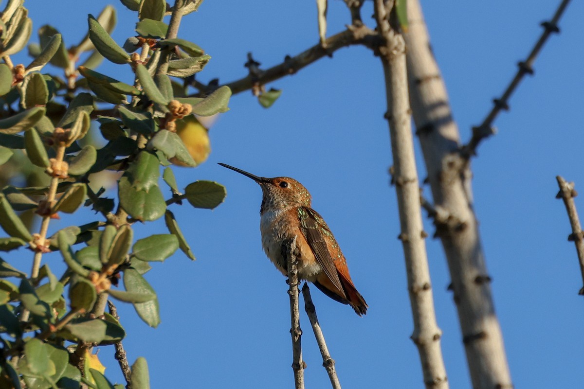 Allen's Hummingbird - ML621135022