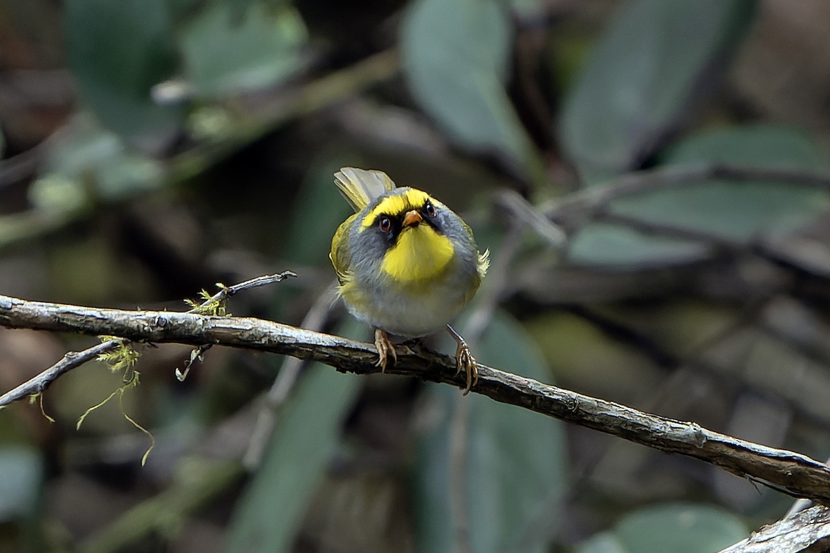 Black-faced Warbler - Daniel López-Velasco | Ornis Birding Expeditions