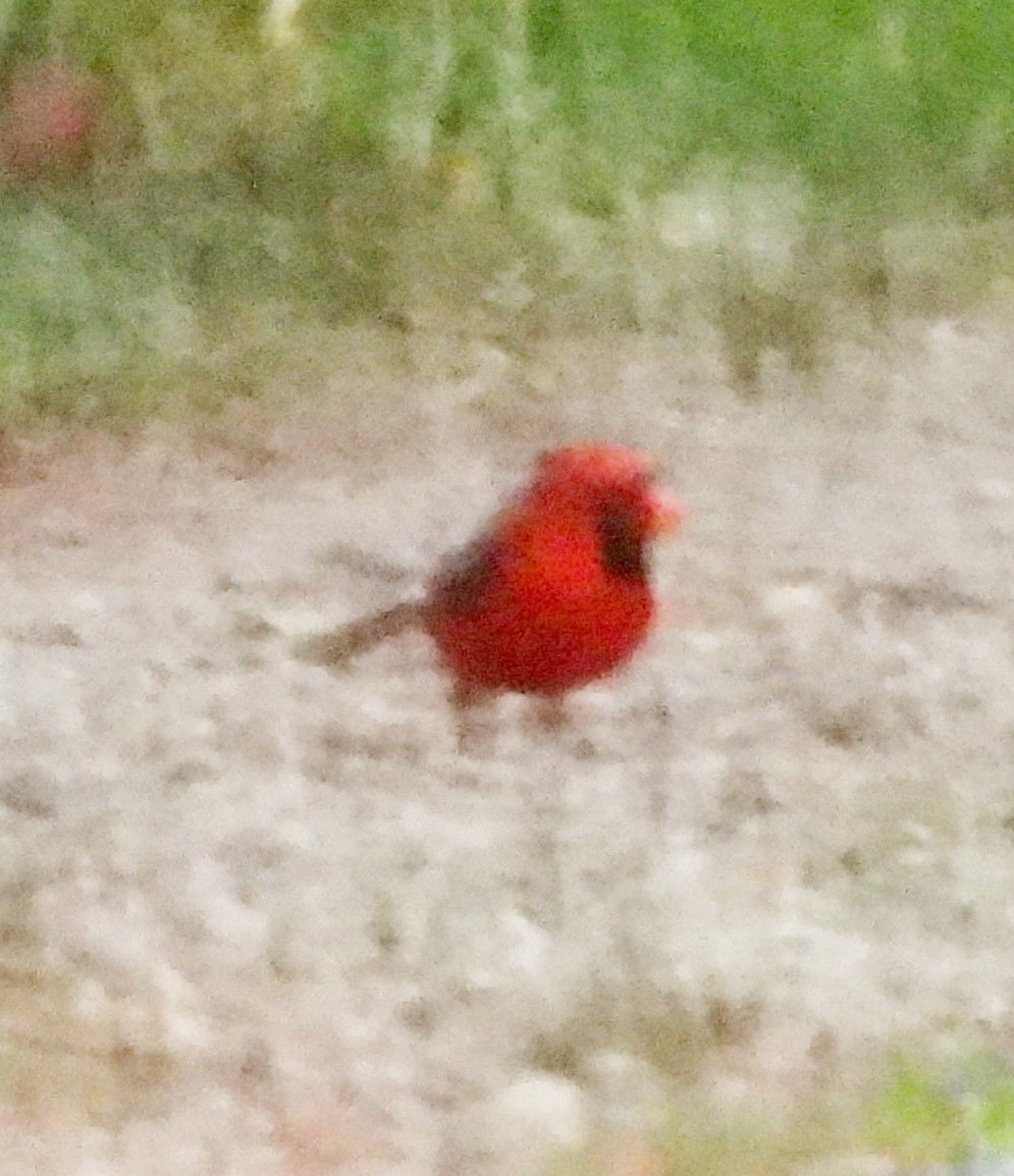 Cardinal rouge - ML621135041